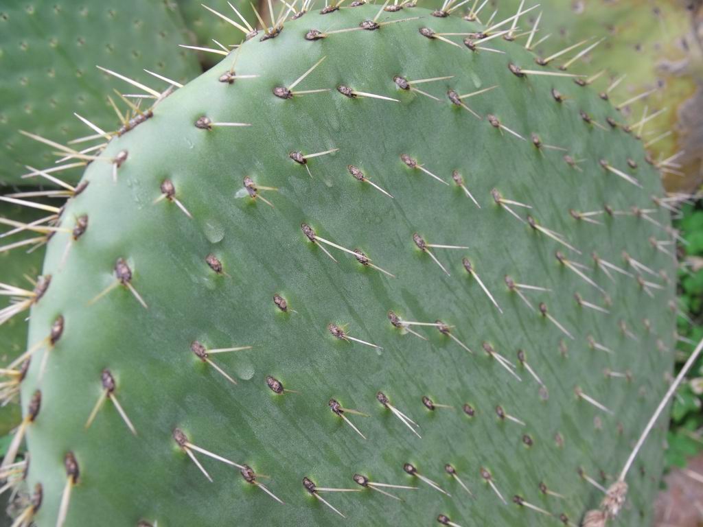 Opuntia spinulifera / Fico d''India a spine piccole